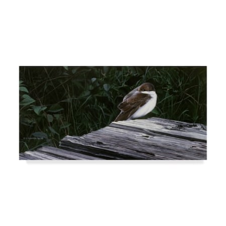 Ron Parker 'Tree Swallow' Canvas Art,24x47